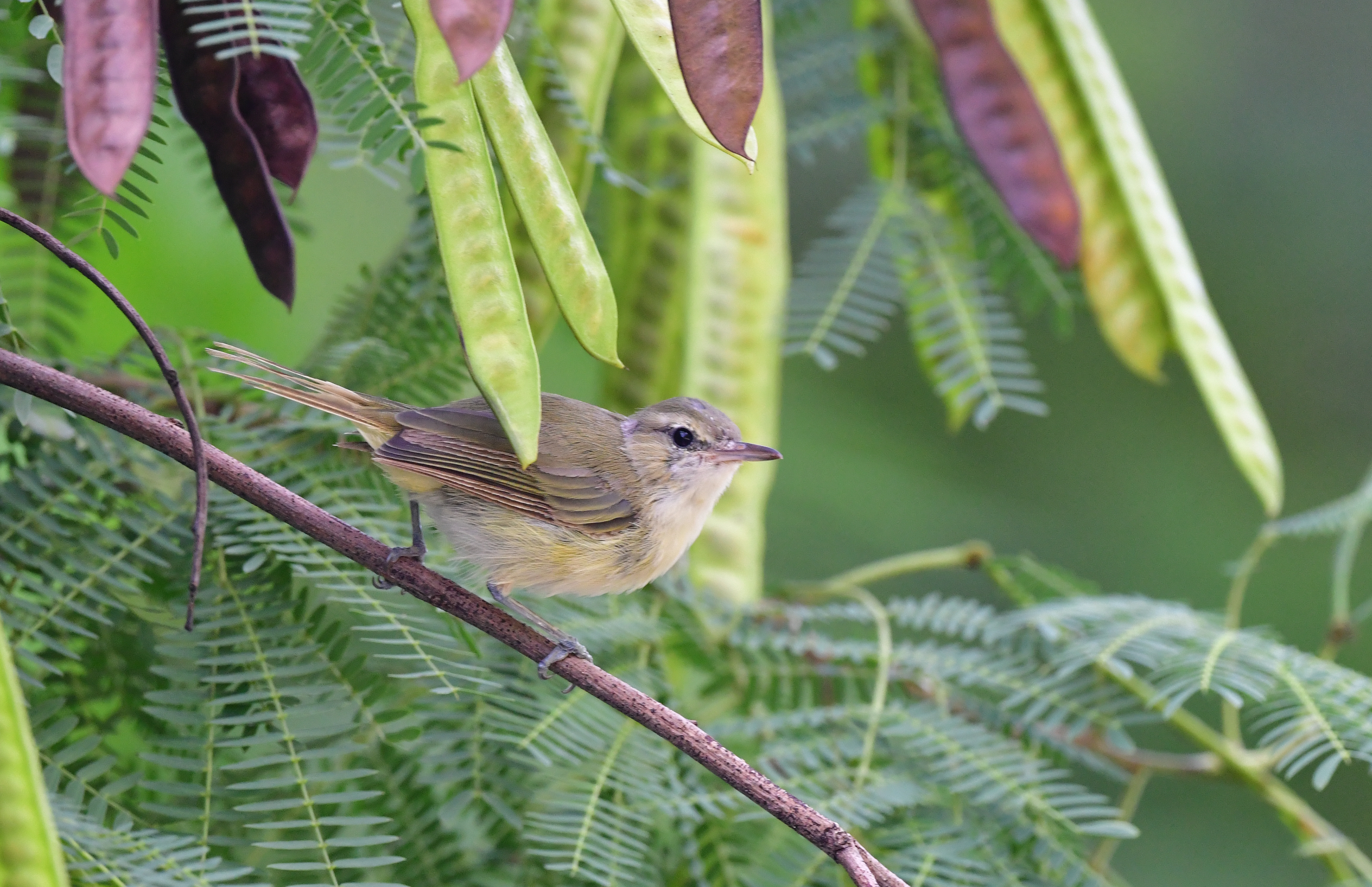 Noronha Vireo