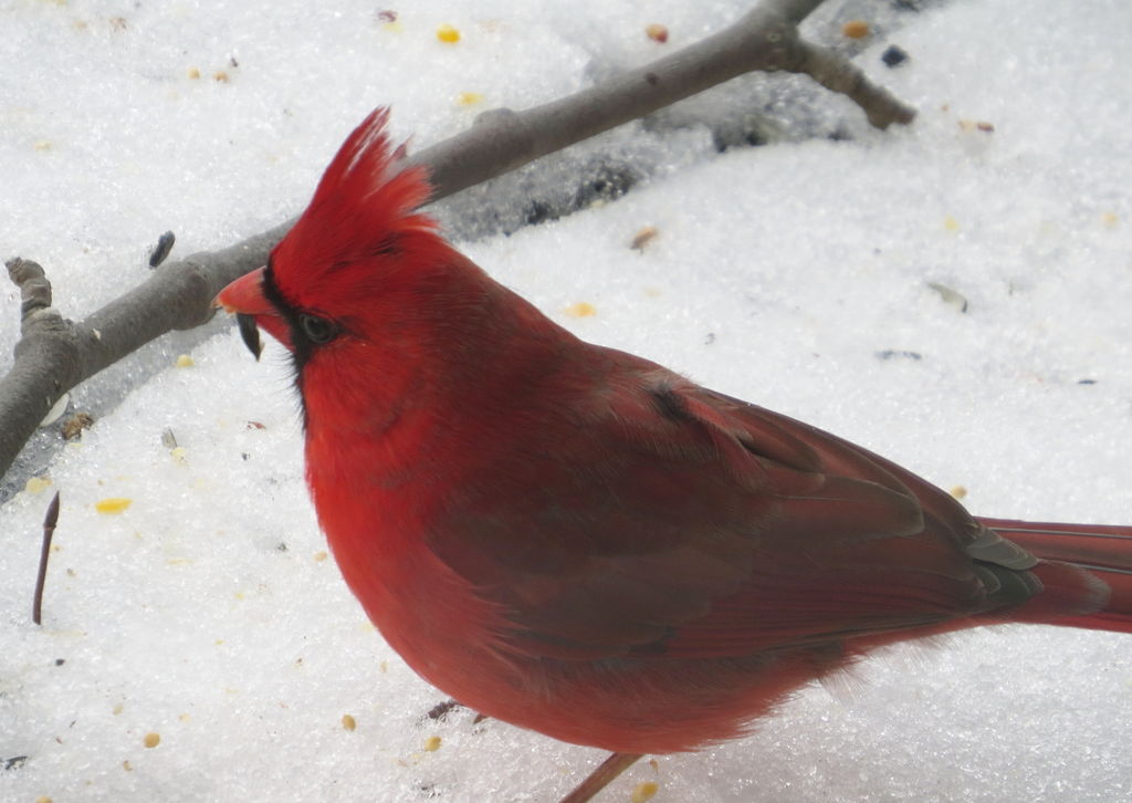 Northern cardinal