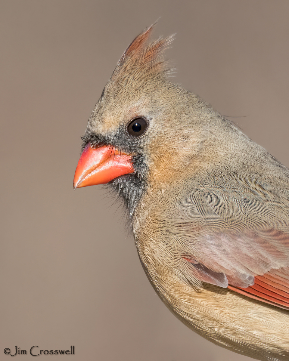 Northern Cardinal