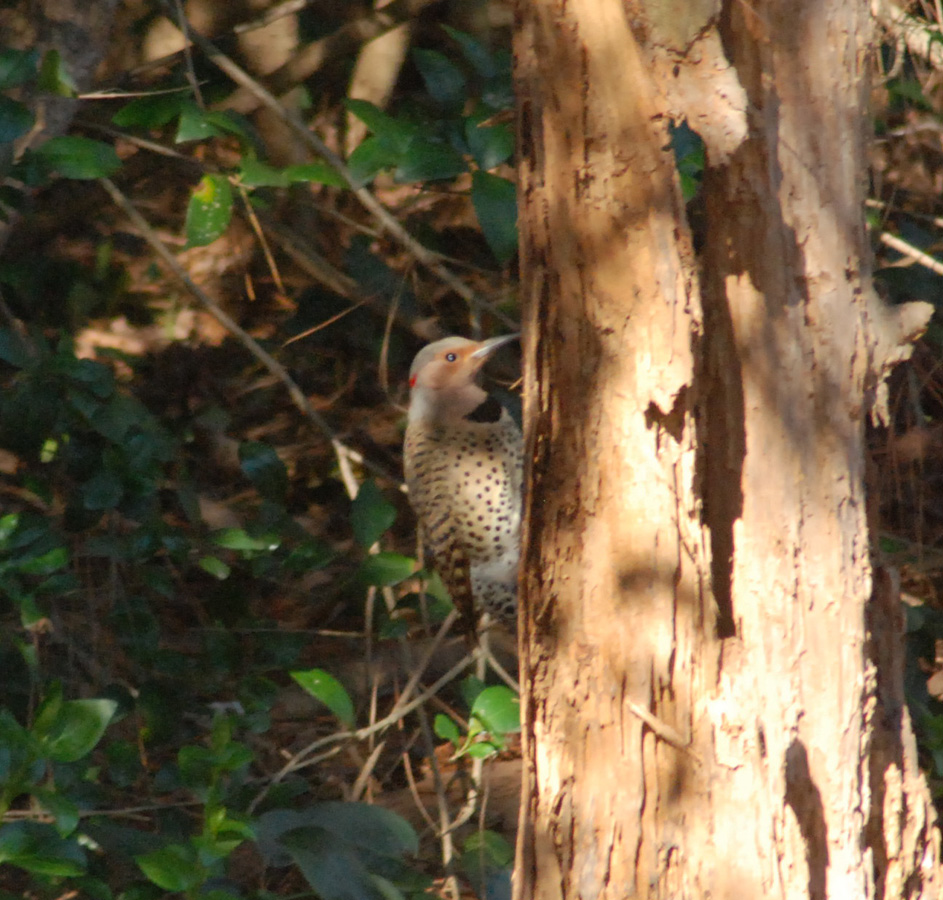 Northern Flicker