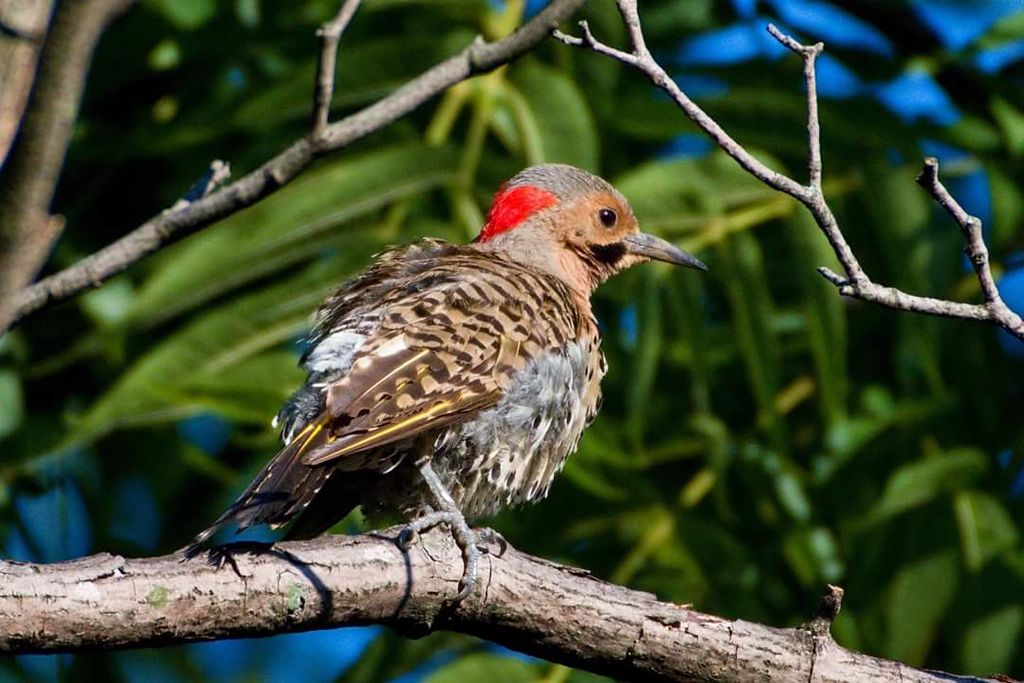 Northern flicker