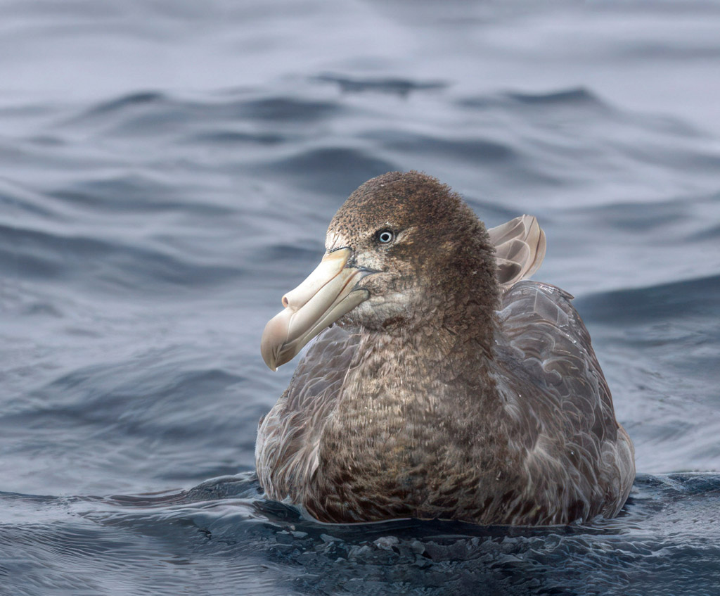 Northern Giant Petrel.jpg | BirdForum