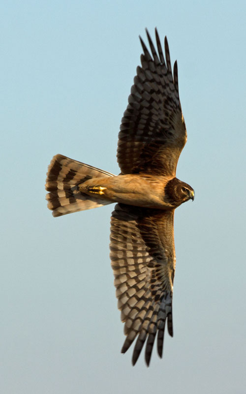 Northern Harrier in flight