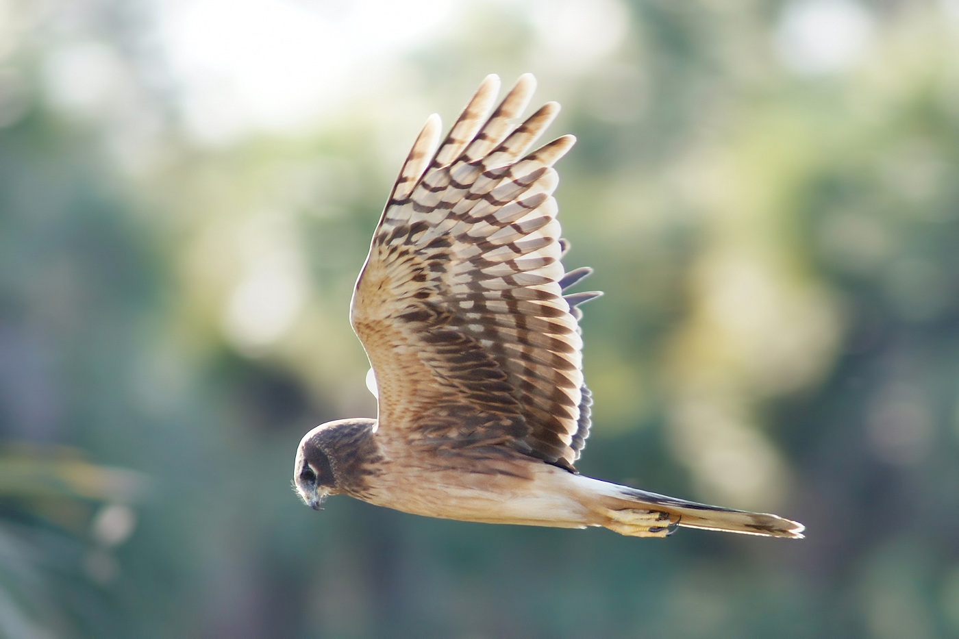 Northern harrier on the hunt