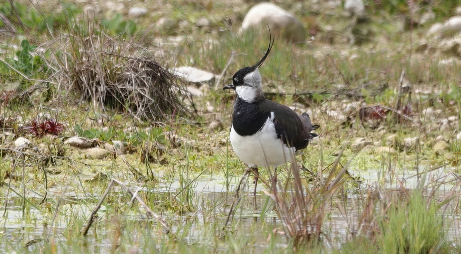 Northern Lapwing