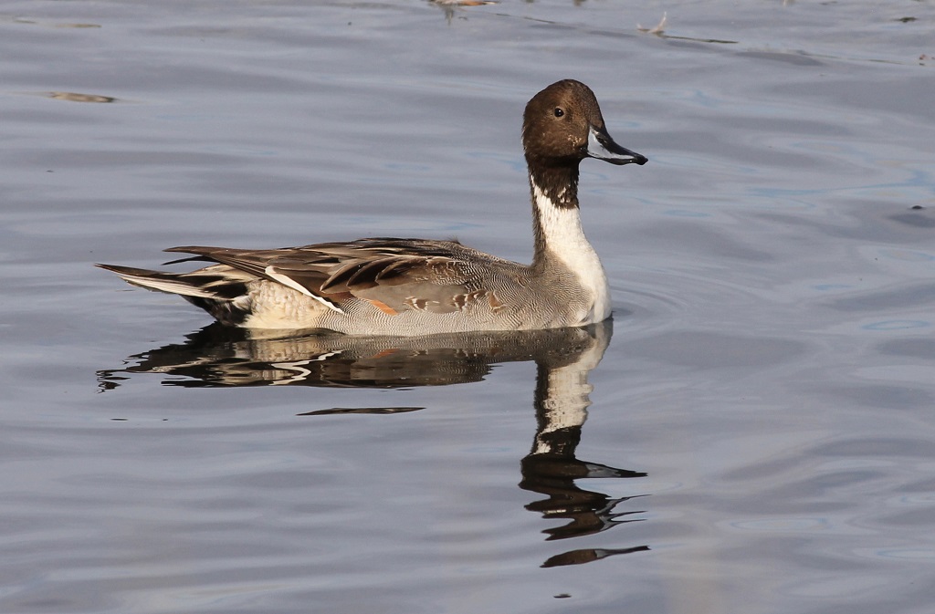 northern pintail