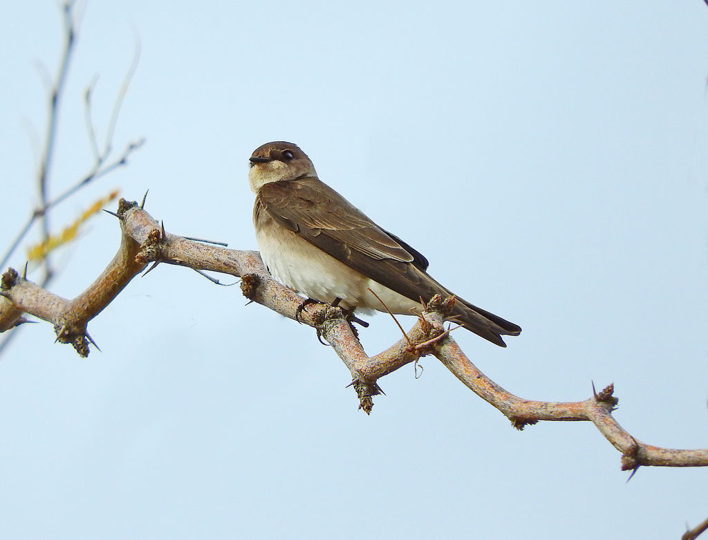 Northern Rough-winged Swallow