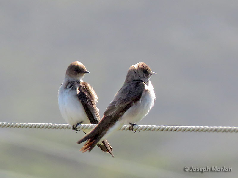 Northern Rough-winged Swallow