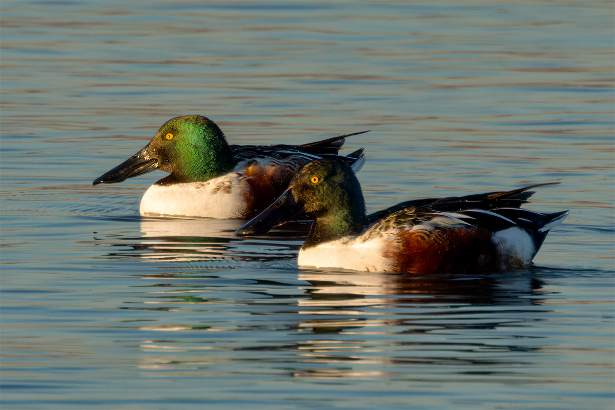 Northern Shovelers