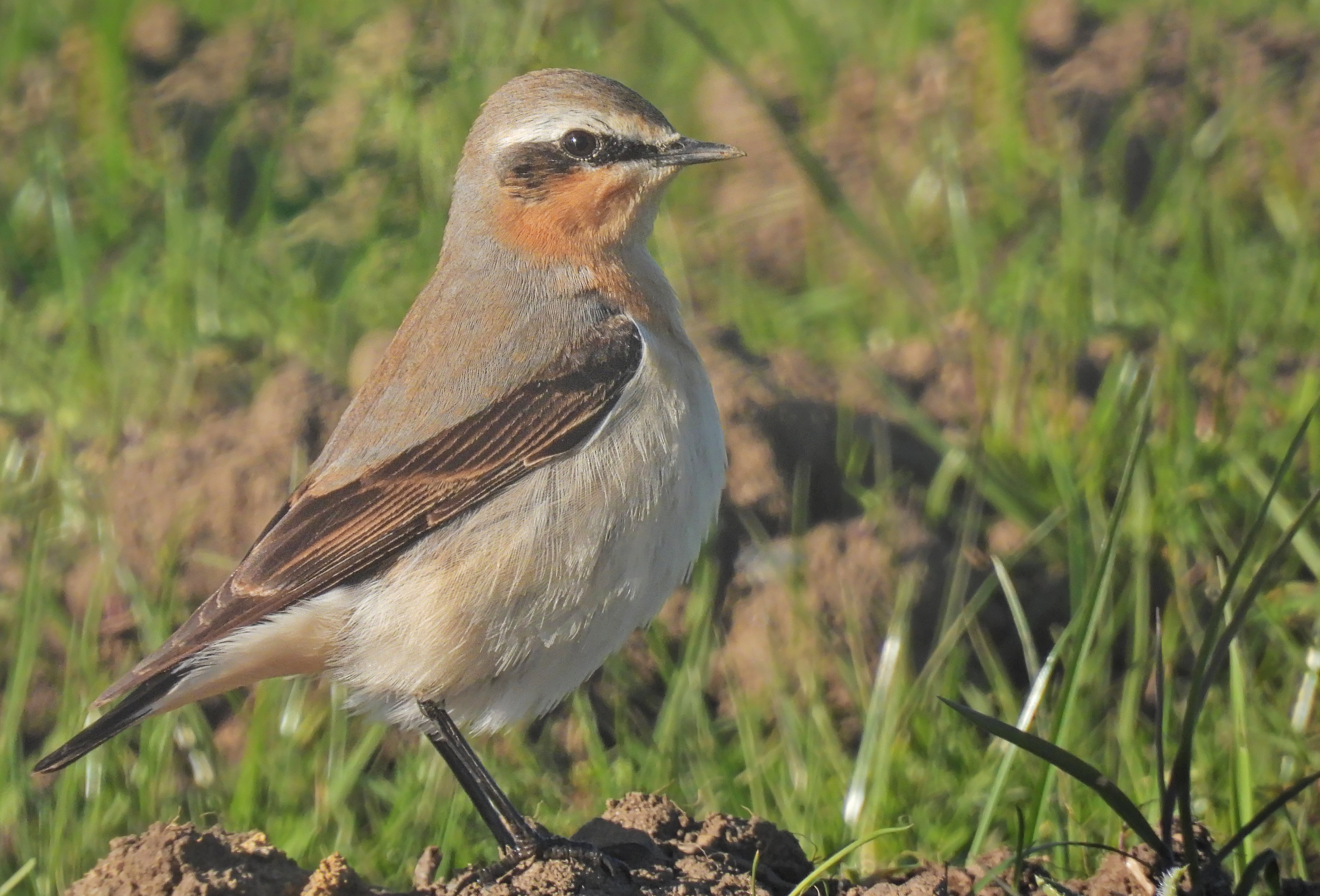 Northern Wheatear (female)