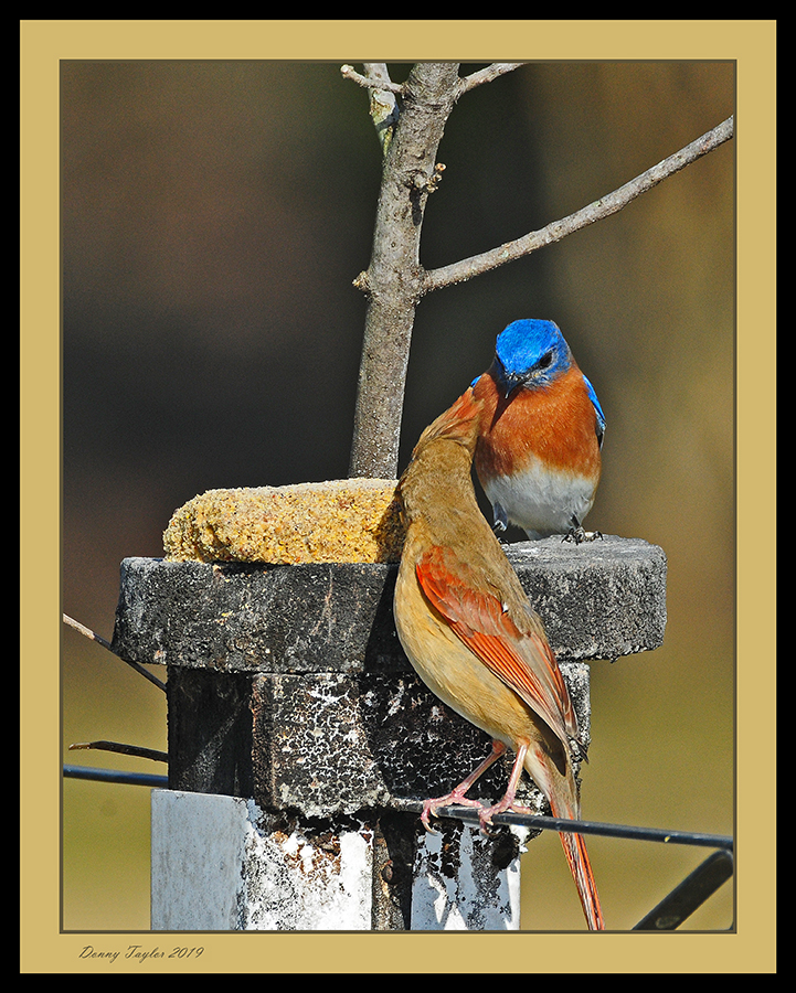 Now a welcoming stare from the Bluebird