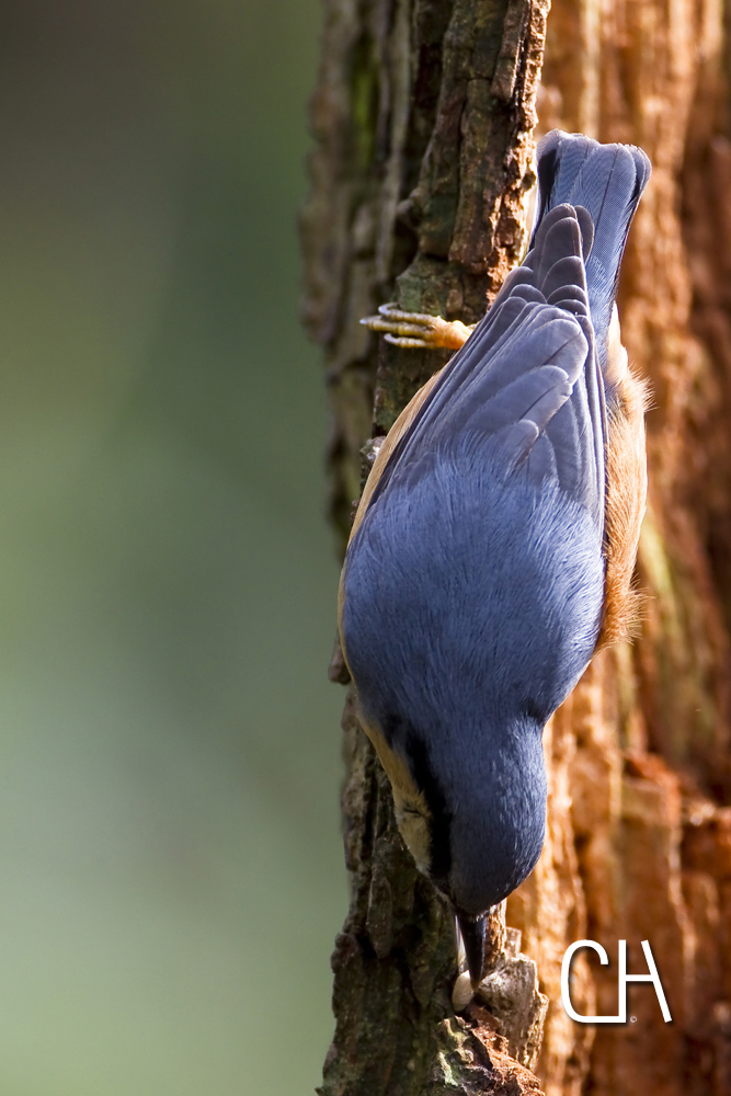 Nuthatch, Sitta Europaea