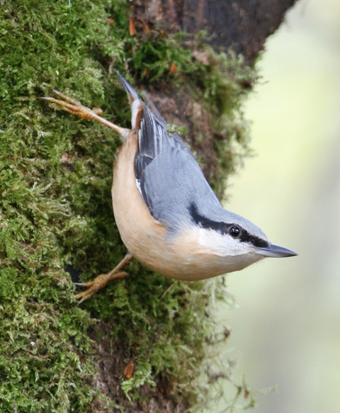 Nuthatch