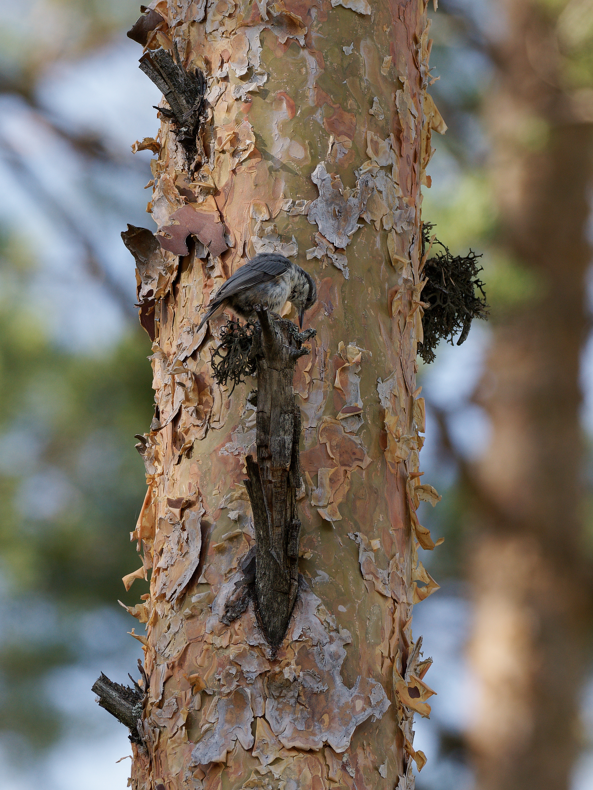 Nuthatch