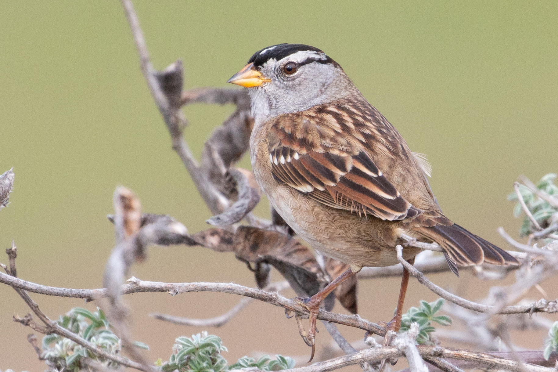 Nuttall's White-crowned Sparrow | BirdForum