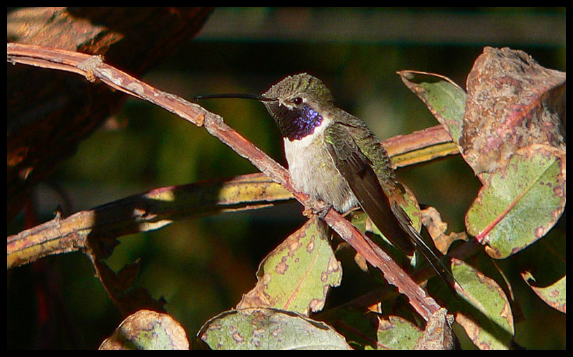 Oasis Hummingbird