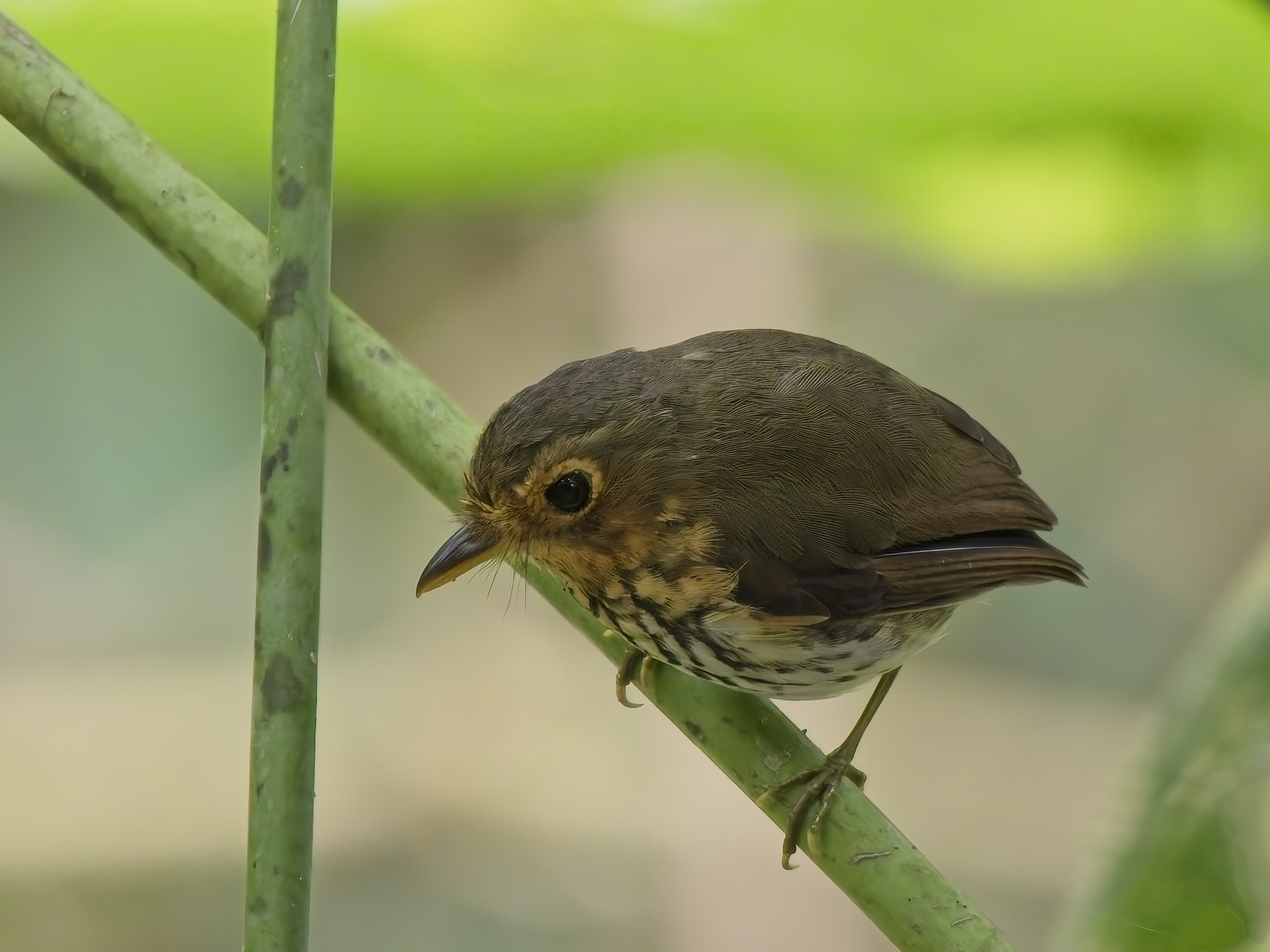 Ochre-breasted Antpitta