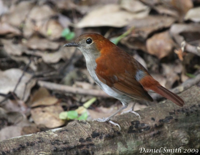 Okinawa Robin Female