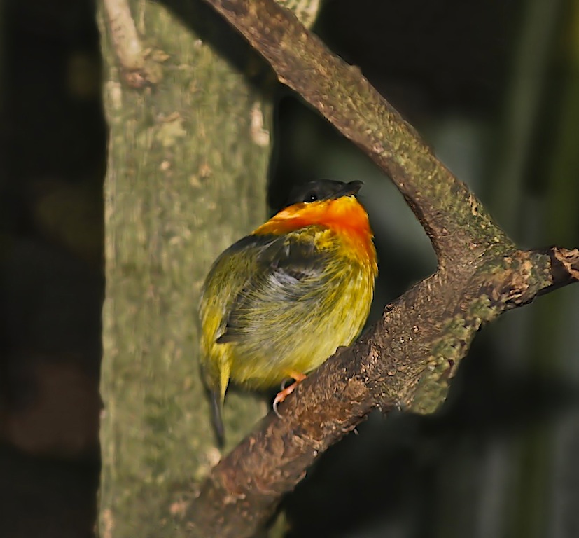 Orange-collared Manakin (male)