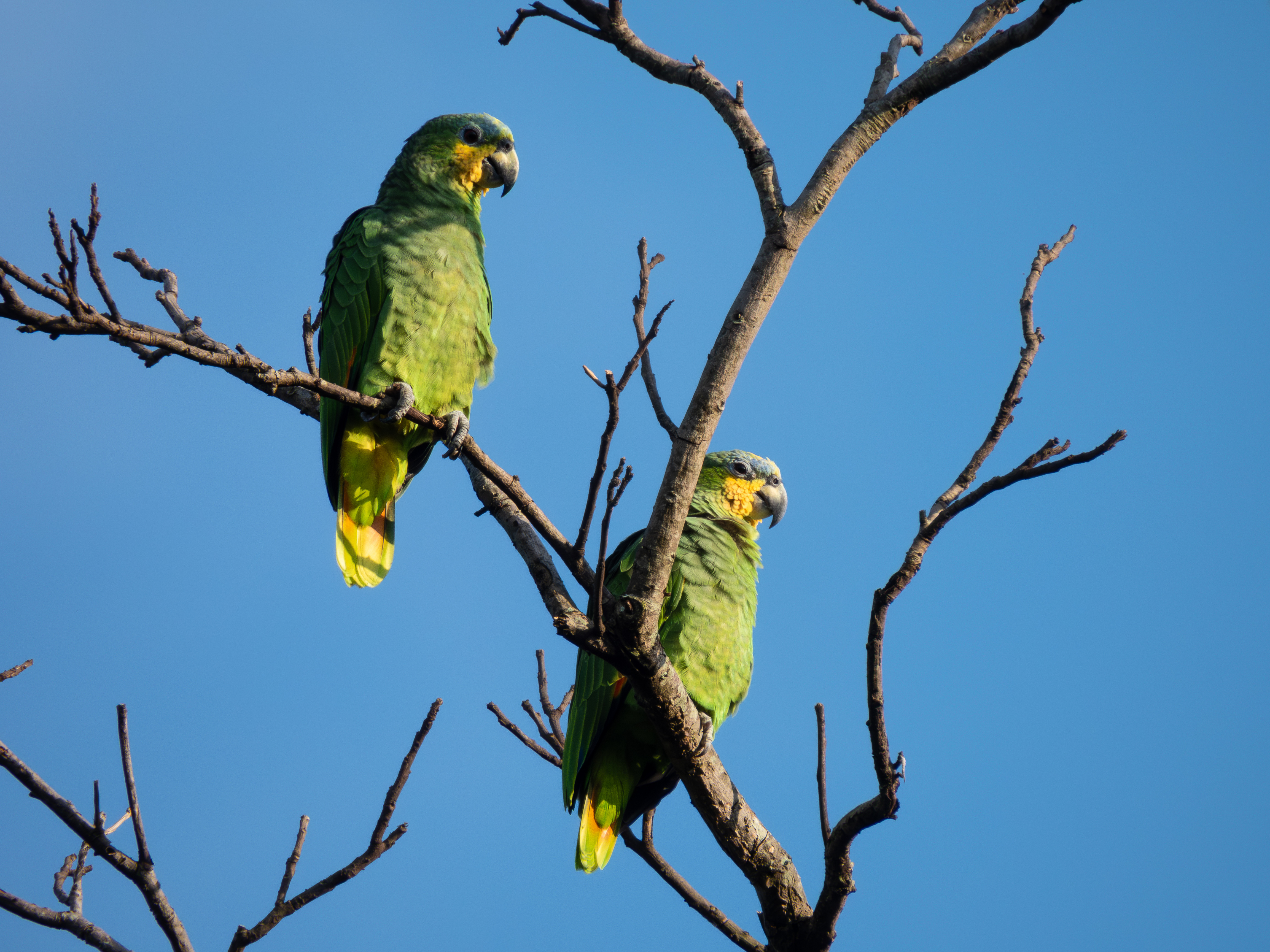 Orange-winged Parrot