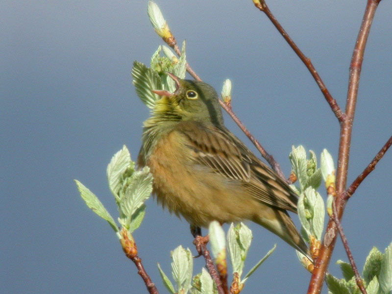 Ortolan Bunting