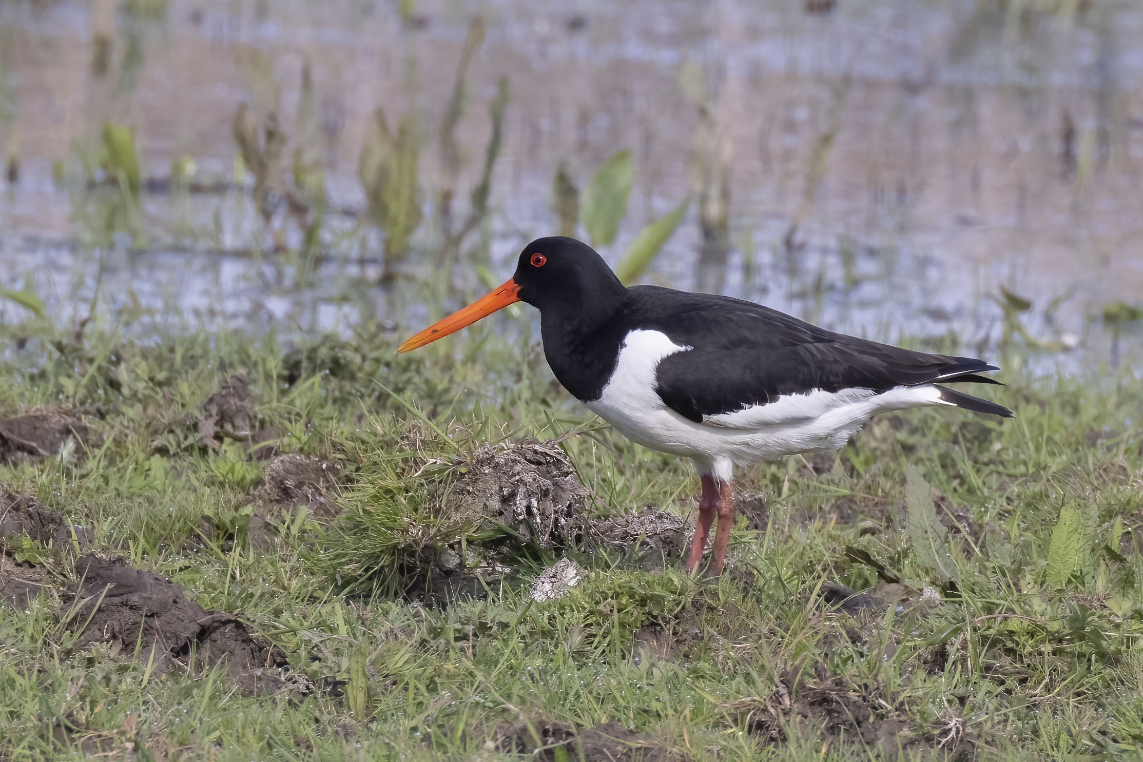 Oystercatcher