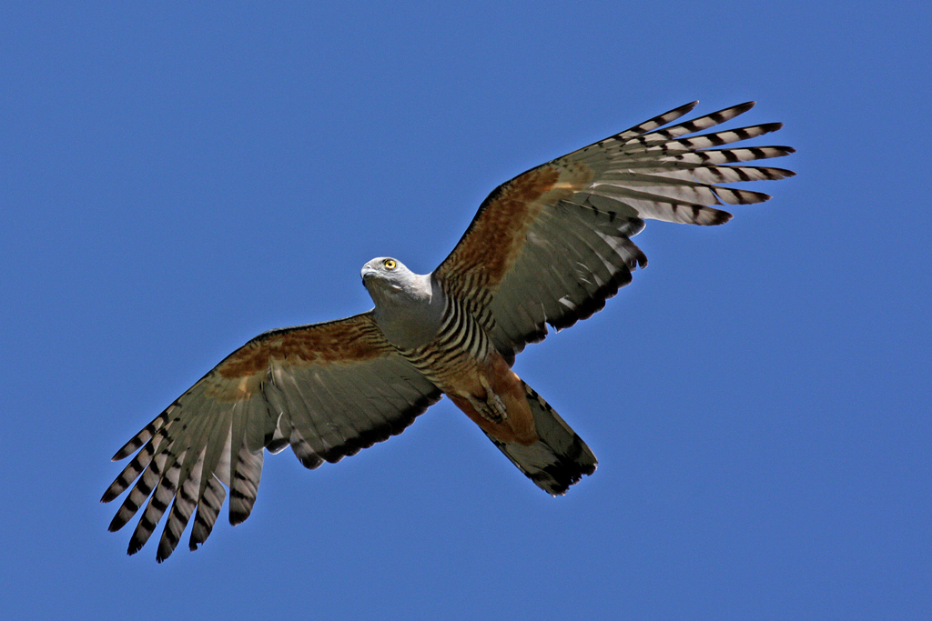 Pacific Baza