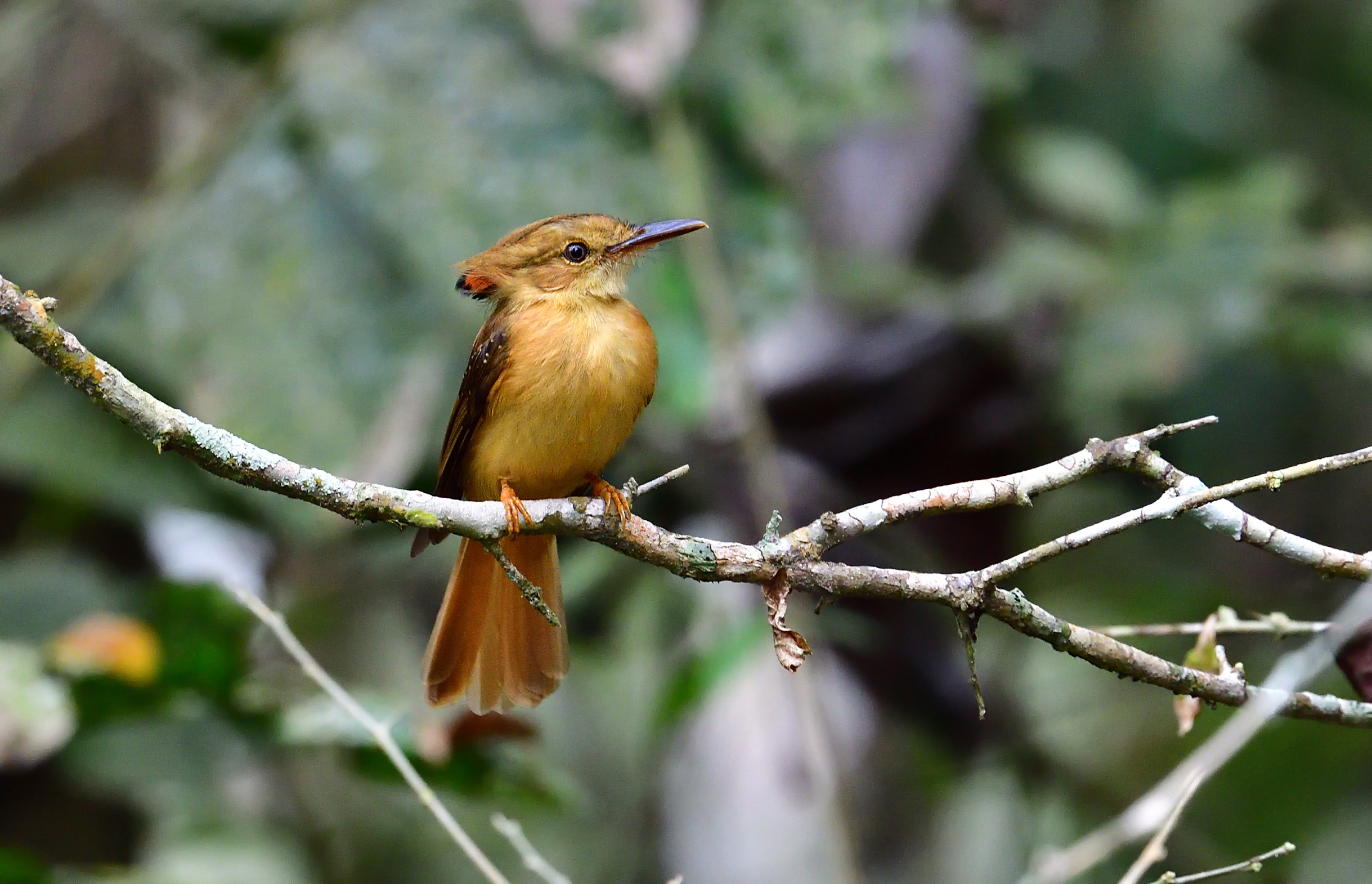 Pacific Royal Flycatcher.jpg