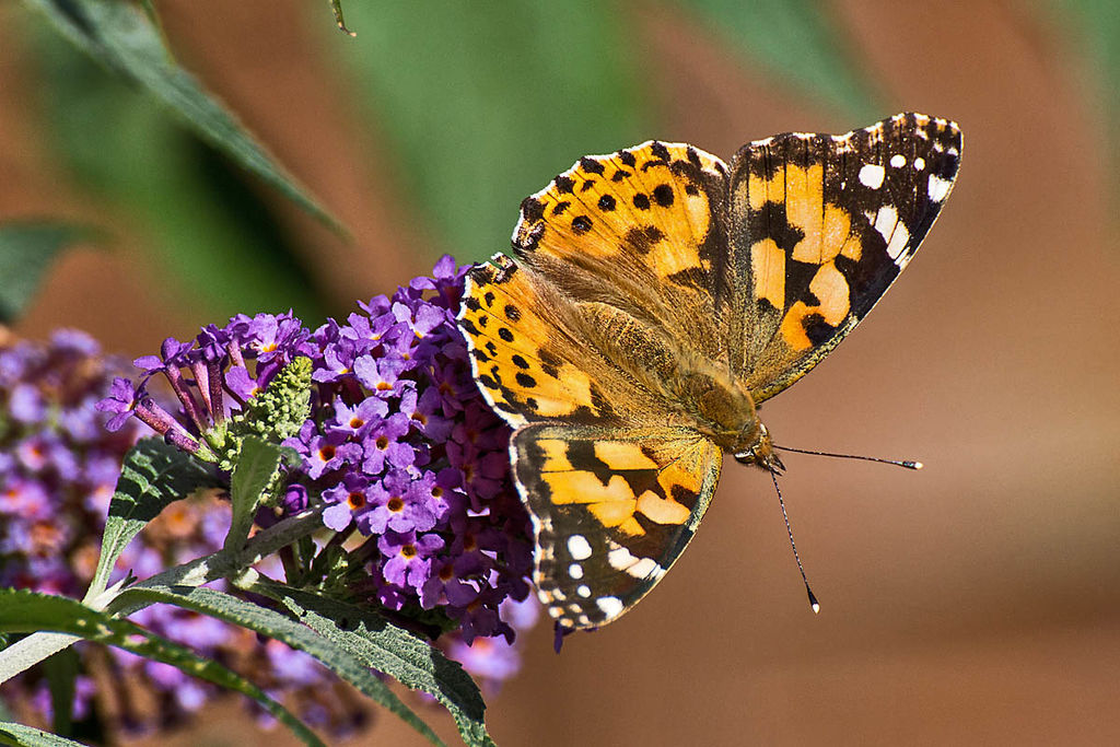 Painted Lady butterfly