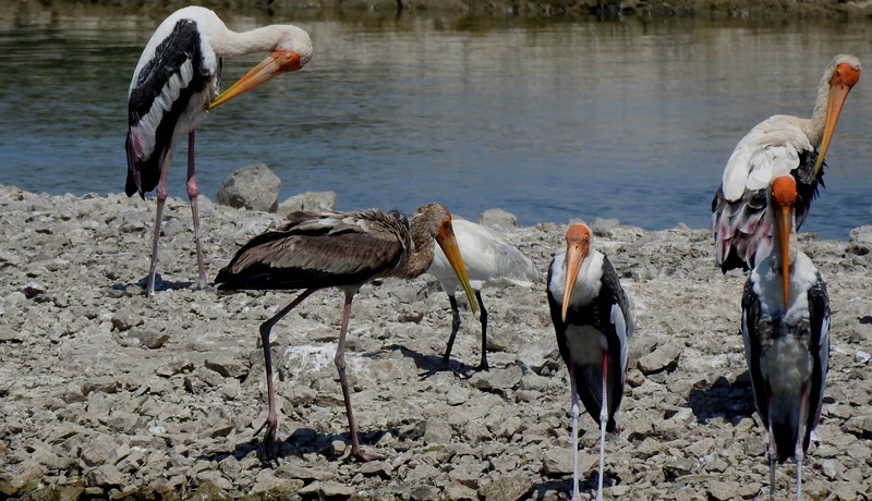 Painted Storks