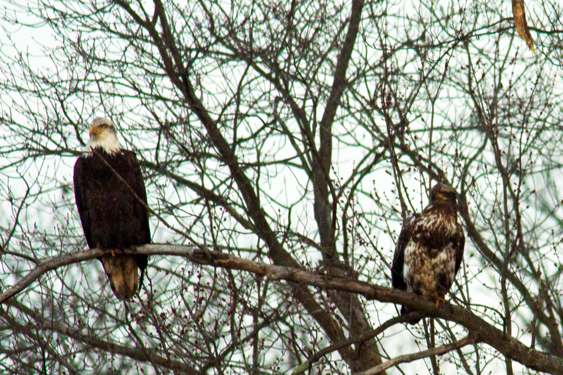 pair of eagles, adult &amp; young on same branch