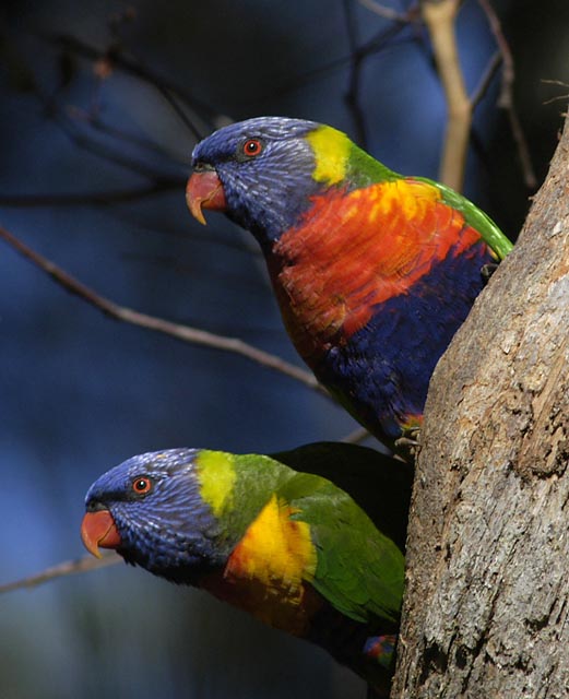 pair of rainbow lorikeets