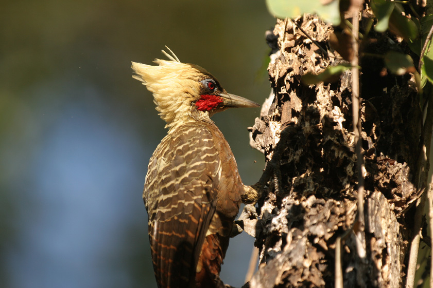 pale crested woodpecker 11 | BirdForum