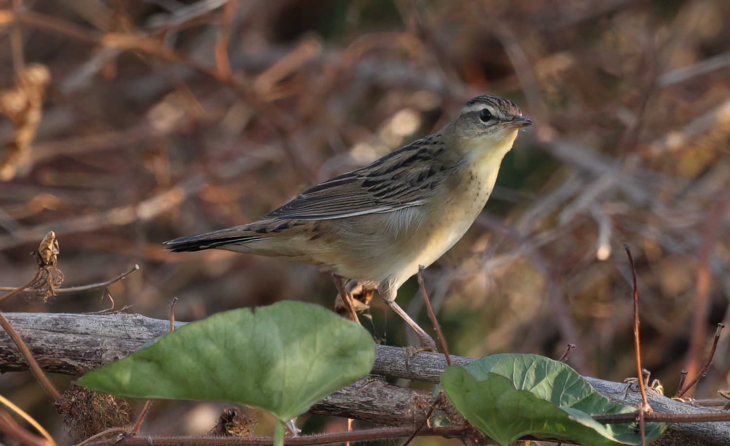 Pallas's Grasshopper Warbler