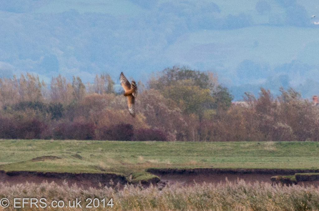 Pallid Harrier at Steart