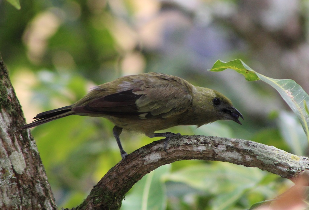 Palm Tanager