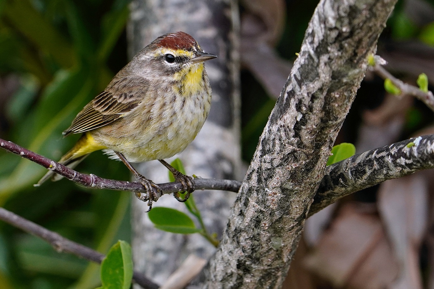 Palm warbler