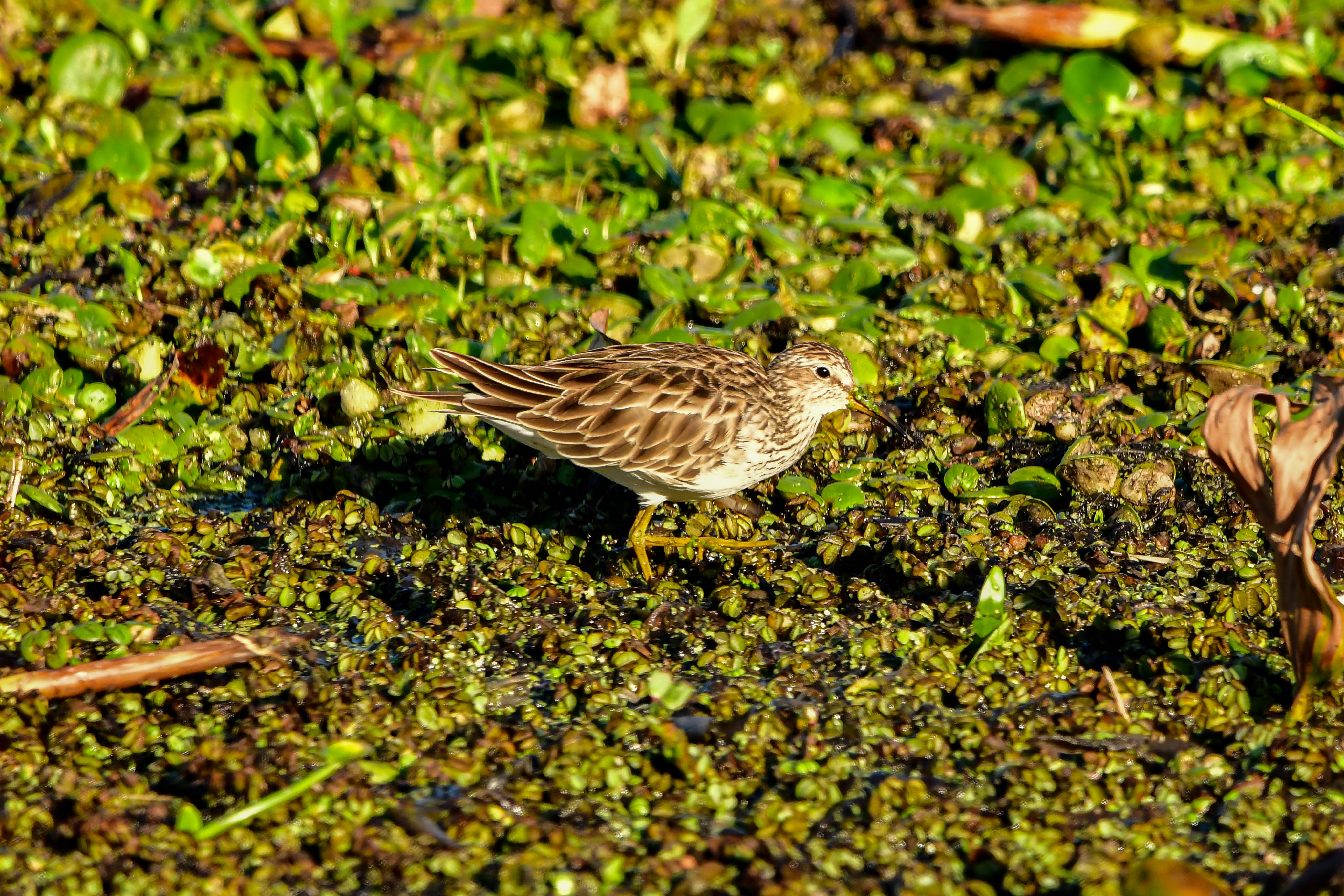 Pectoral Sandpiper