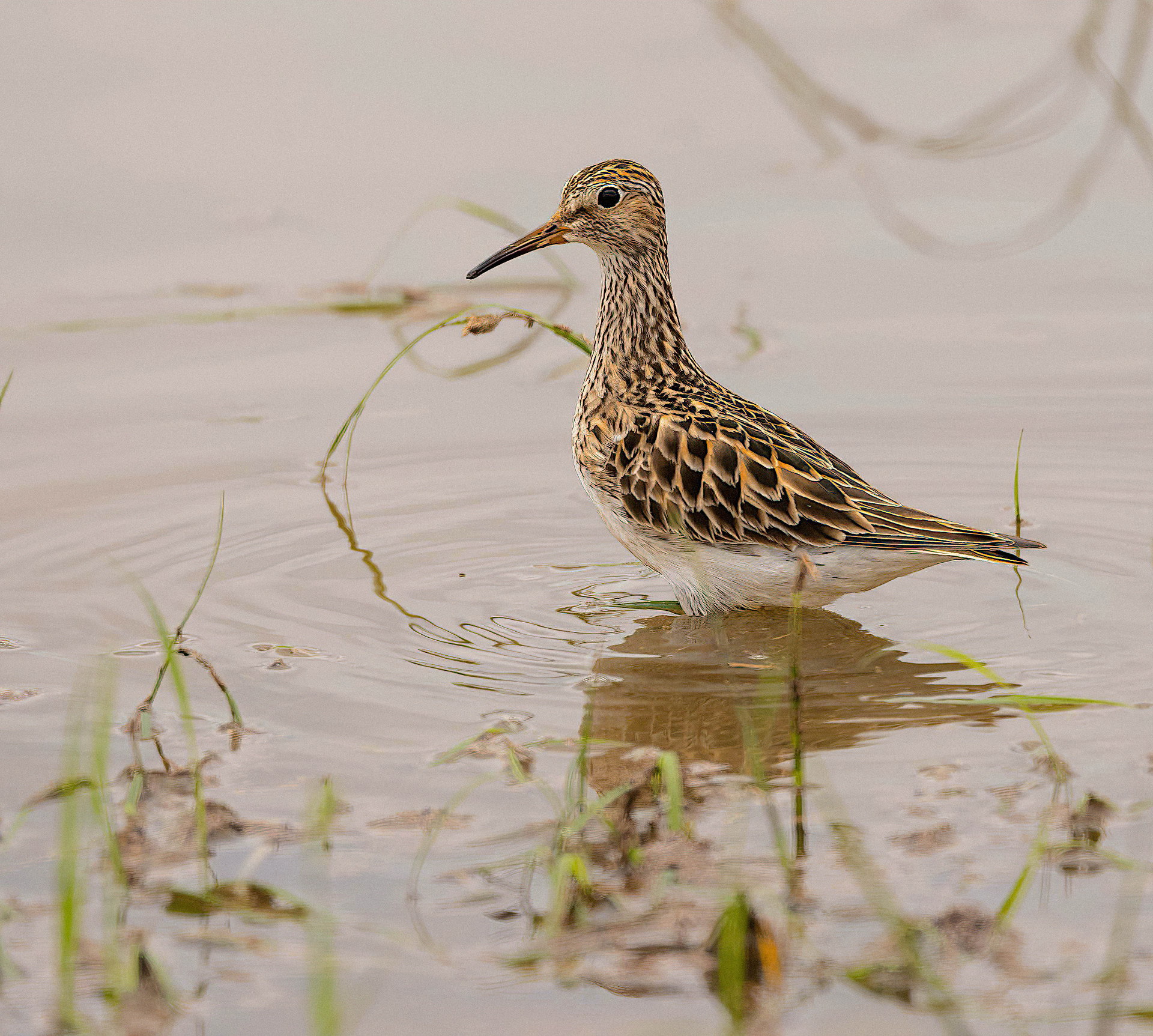 Pectoral Sandpiper