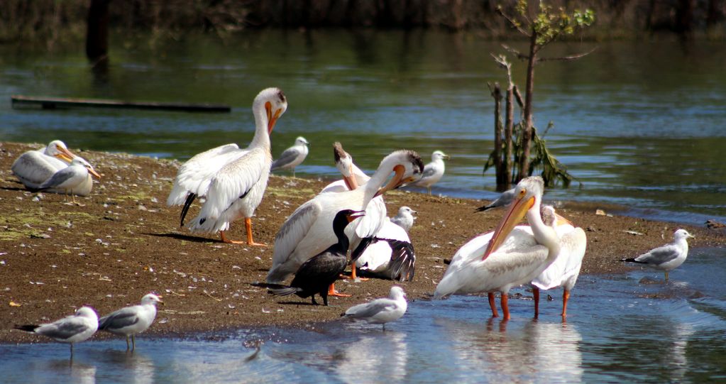 Pelicans, gulls and cormorant