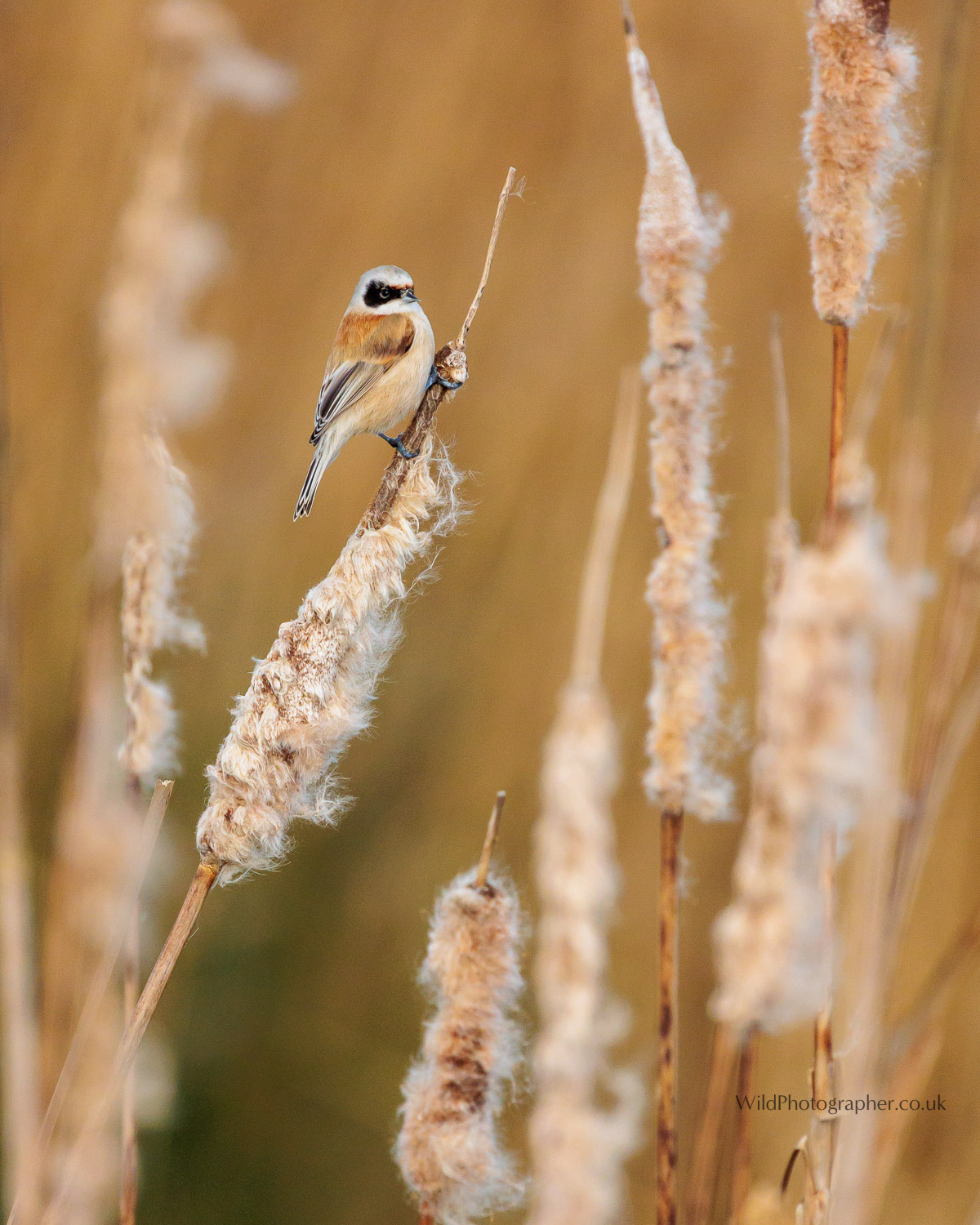 Penduline Tit