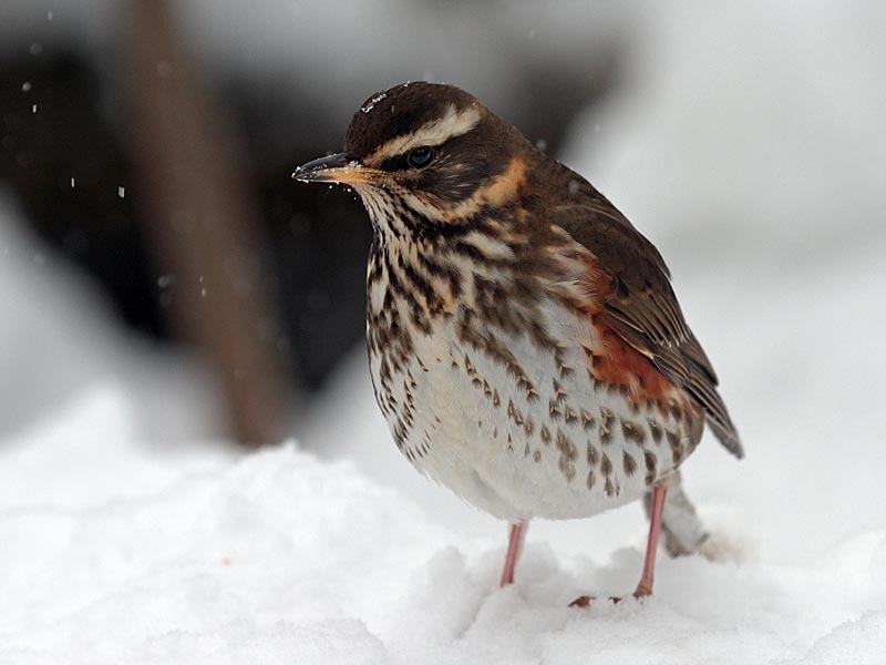 Pensive Redwing