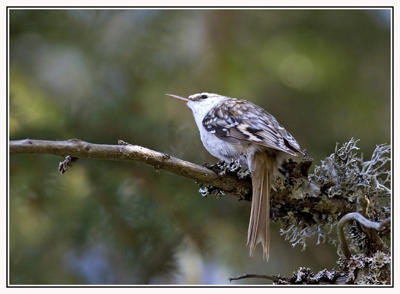 Perching Creeper