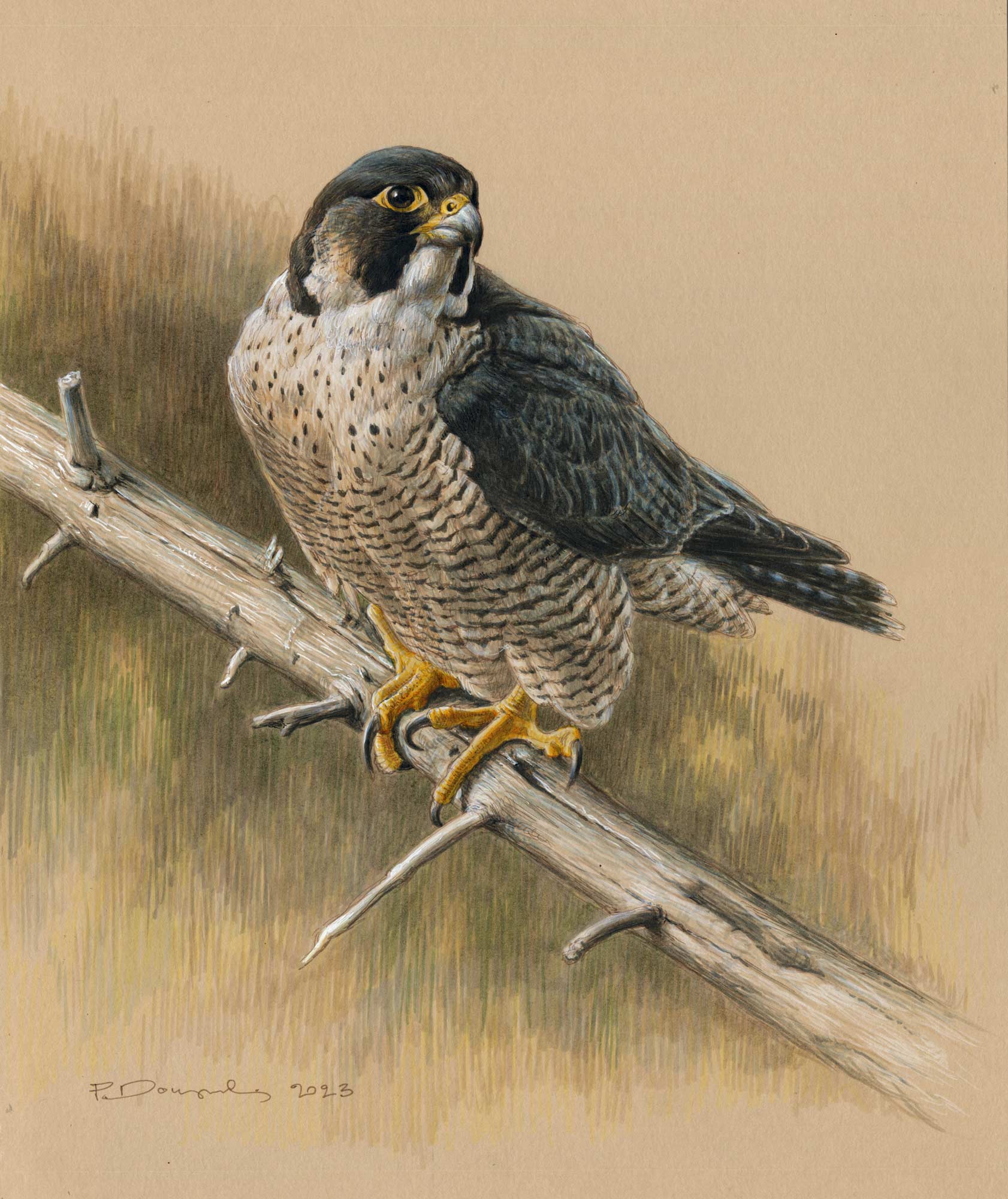 PEREGRINE-FALCON-STUDY