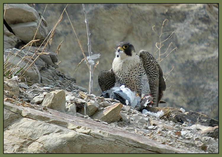 Peregrine Falcon