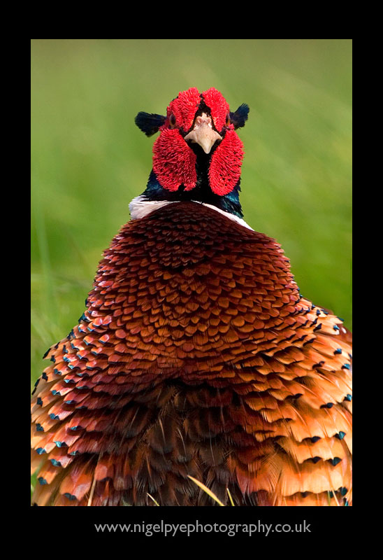 Pheasant