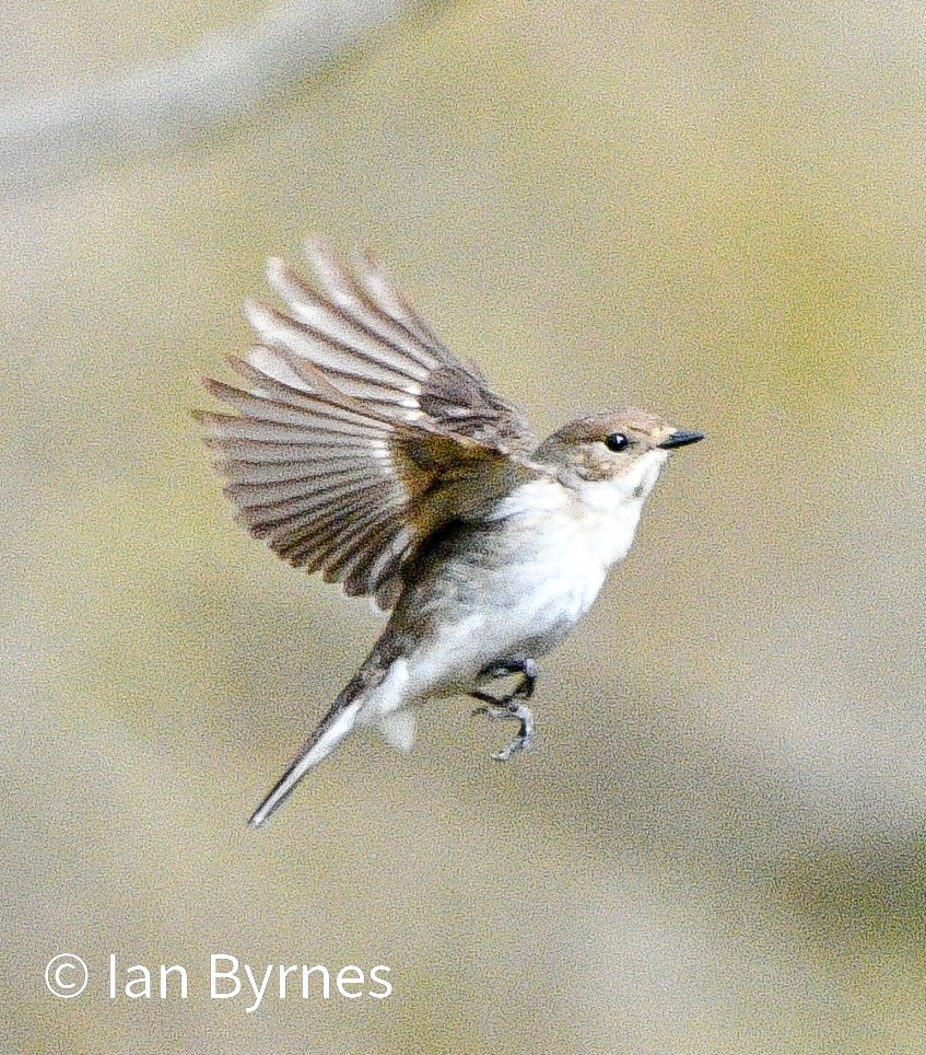 Pied Flycatcher female