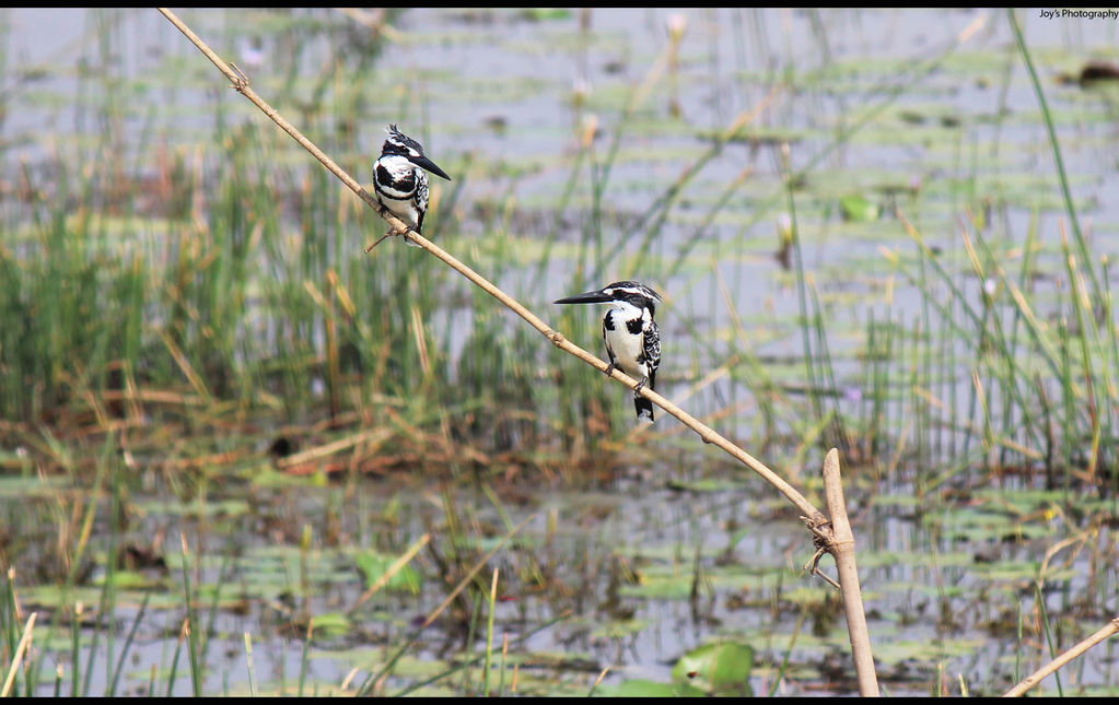 Pied kingfisher