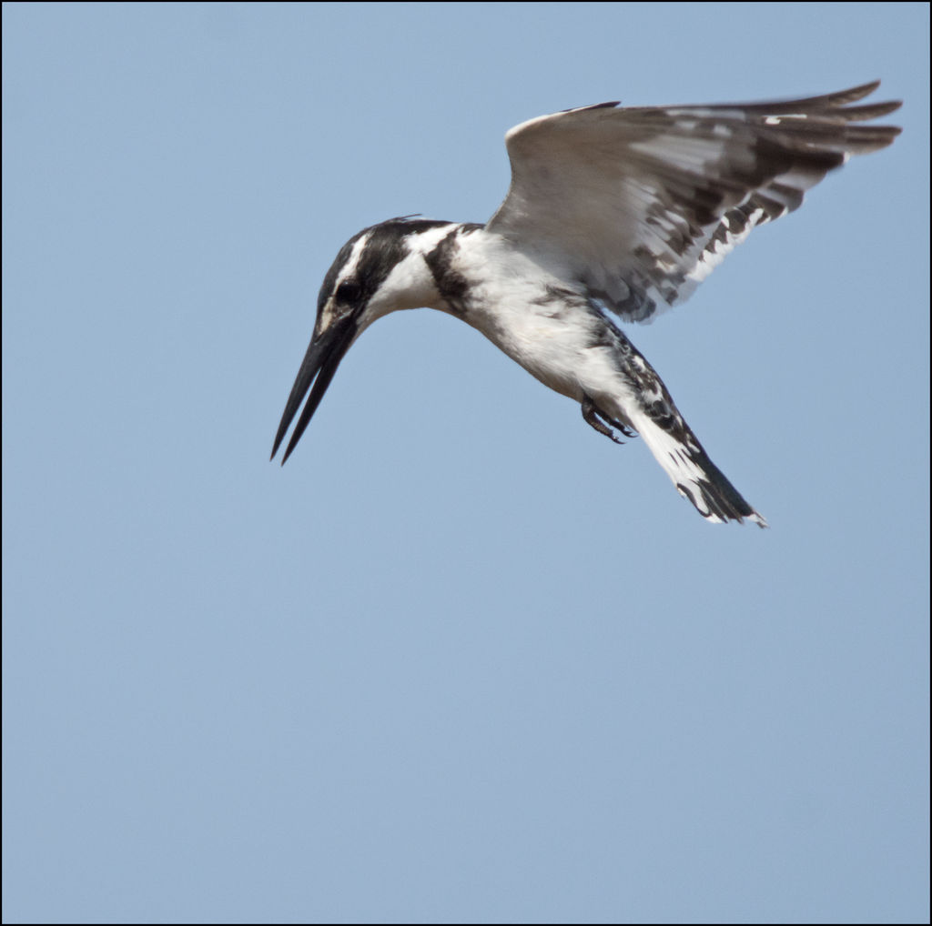 Pied Kingfisher