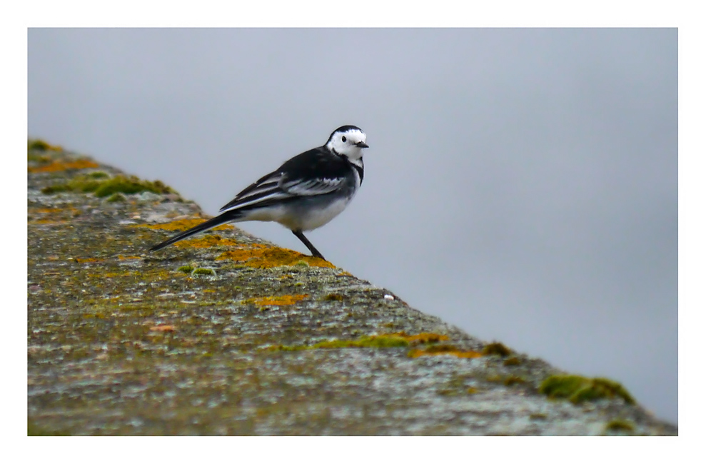 Pied Wagtail